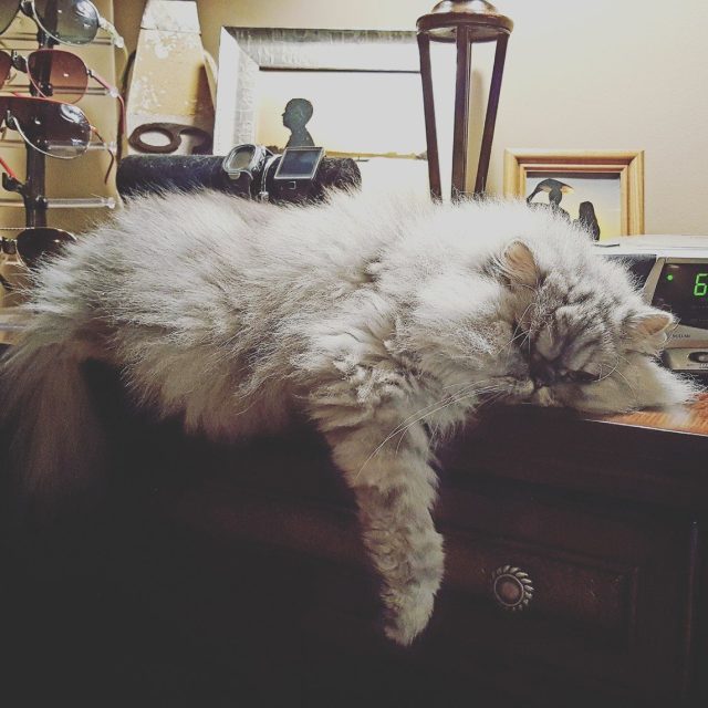 Lazy Days!