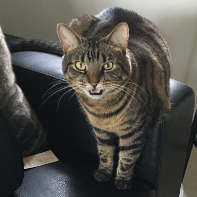 Look At My Pose! Vote For Me!