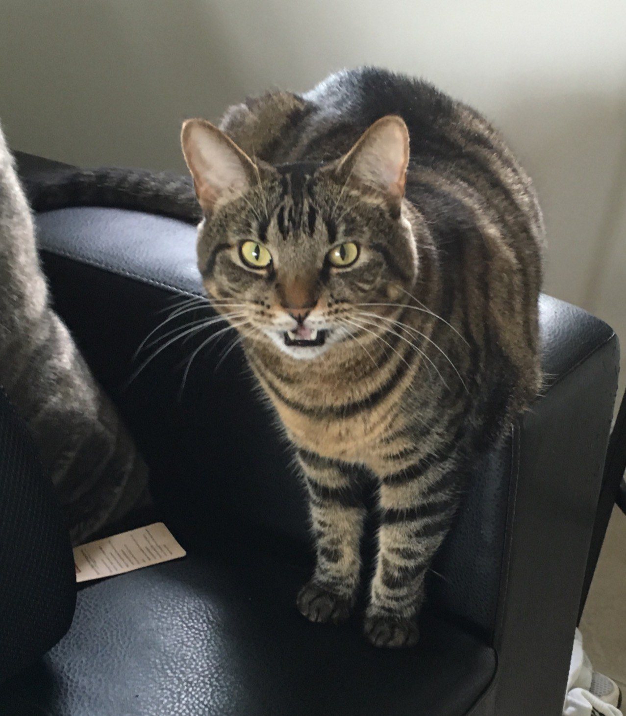 Look At My Pose! Vote For Me!