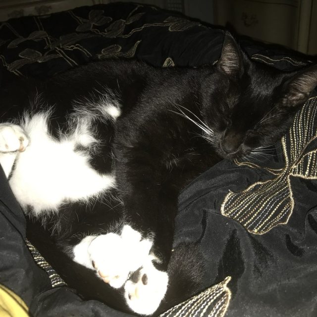 Zonked