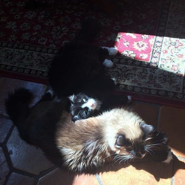 Lazy Dayz For Bailey And Sophia Lauren