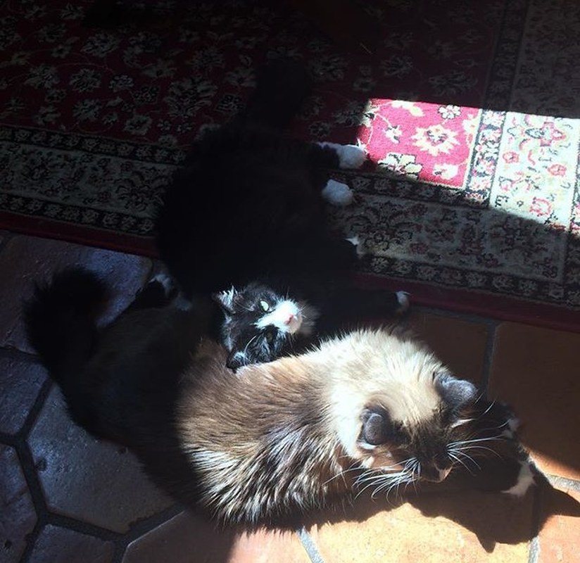 Lazy Dayz For Bailey And Sophia Lauren