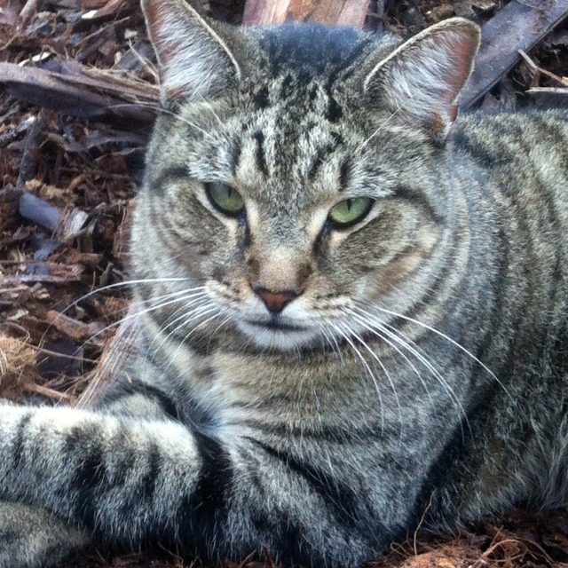 You Just THINK I'm A Housecat!