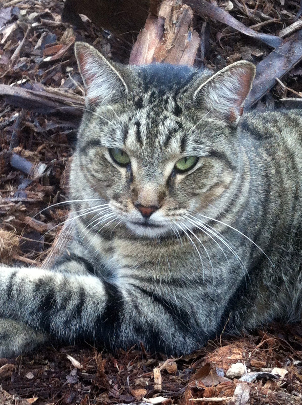 You Just THINK I'm A Housecat!