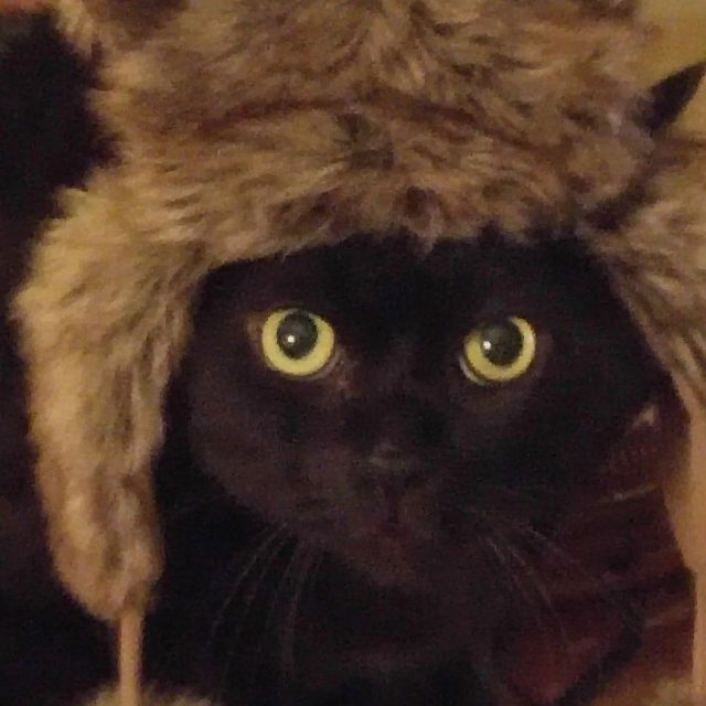 This Ewok Is Ready For Star Wars