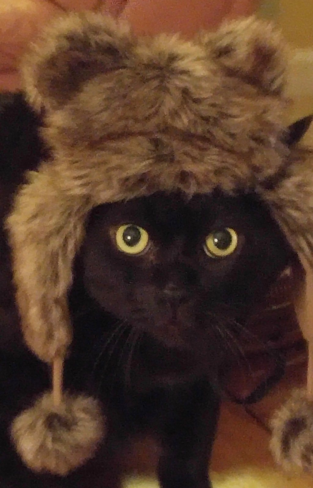 This Ewok Is Ready For Star Wars