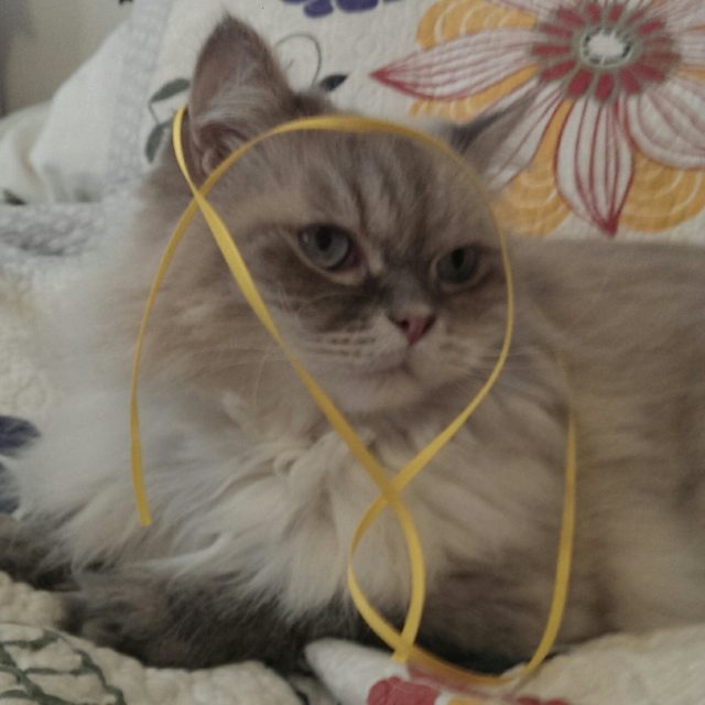 What Ribbon?