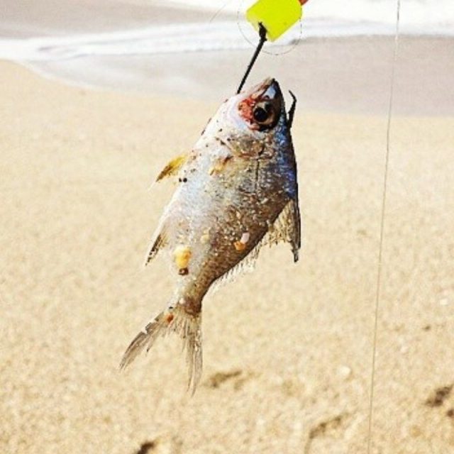 Go Fish