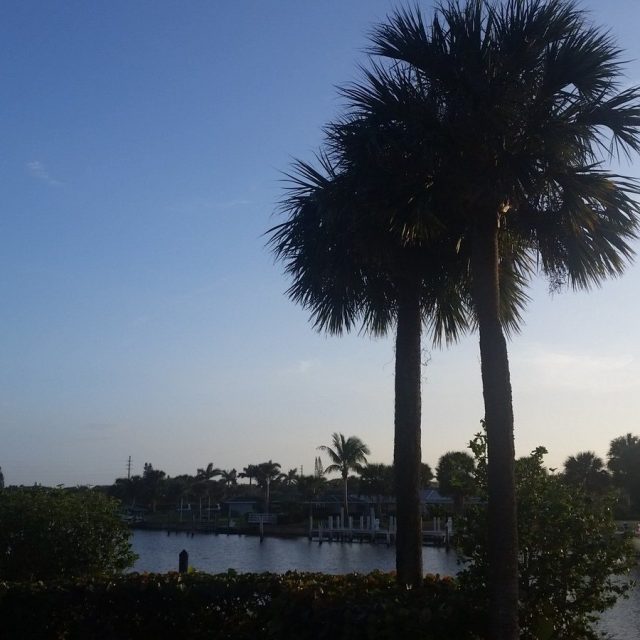 Evening Palm