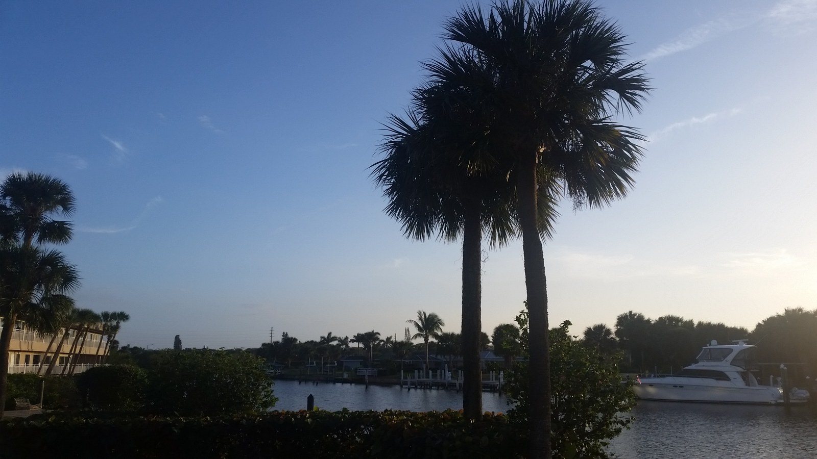 Evening Palm