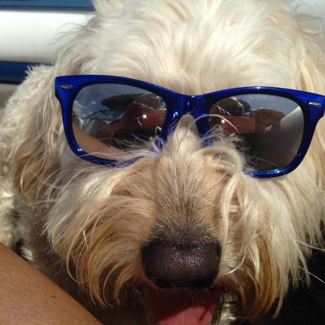 Mojo Enjoys Boating On Indian River