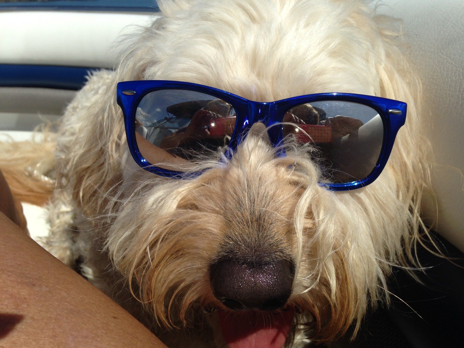 Mojo Enjoys Boating On Indian River