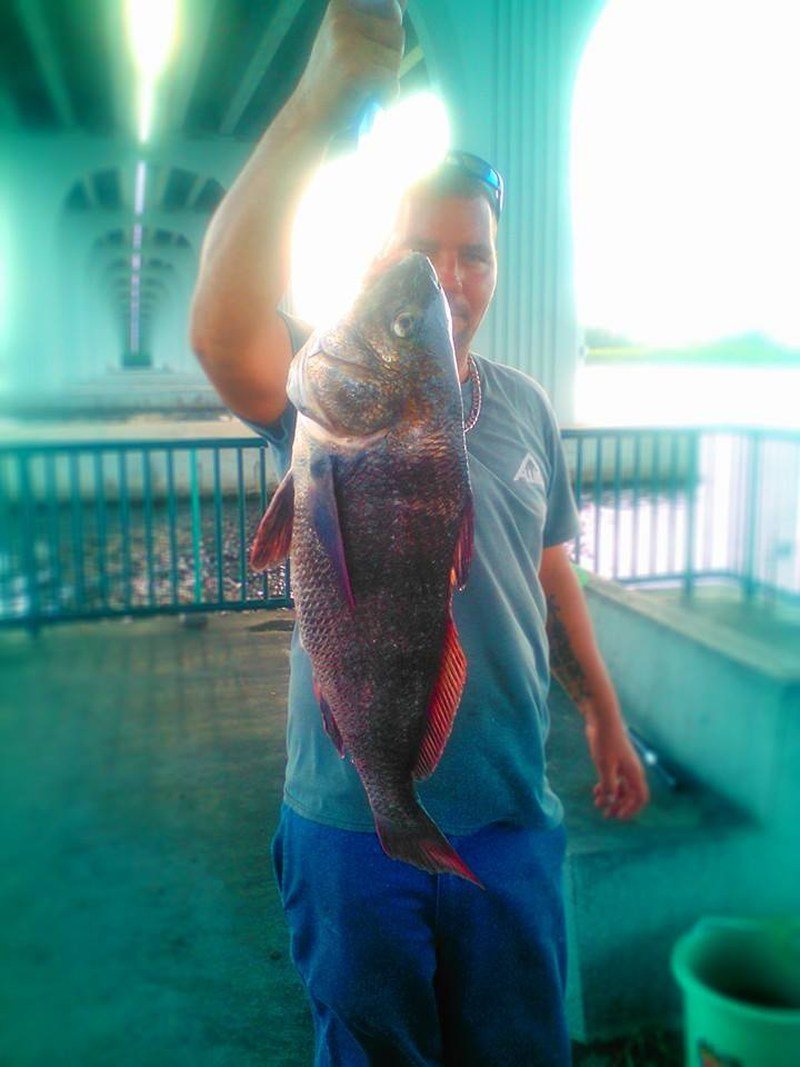 FISH LIFE