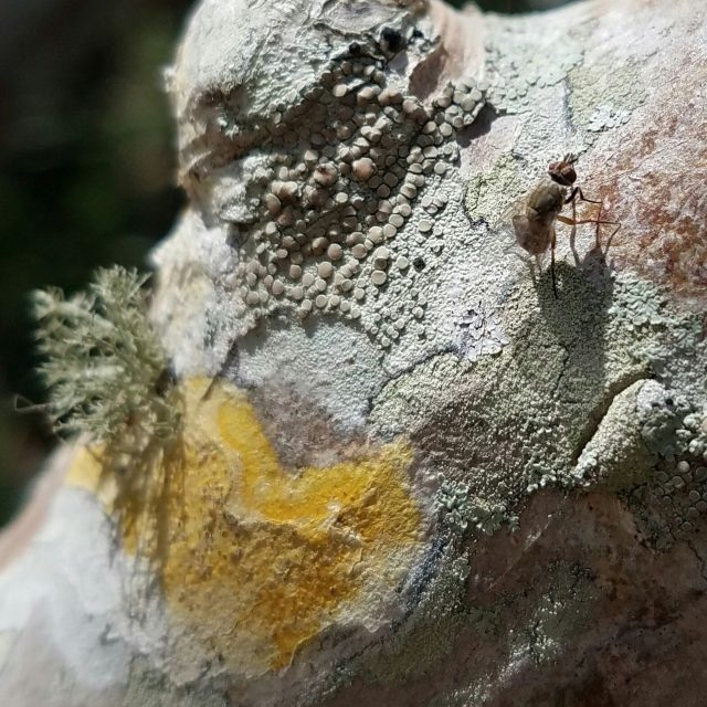On The Branch