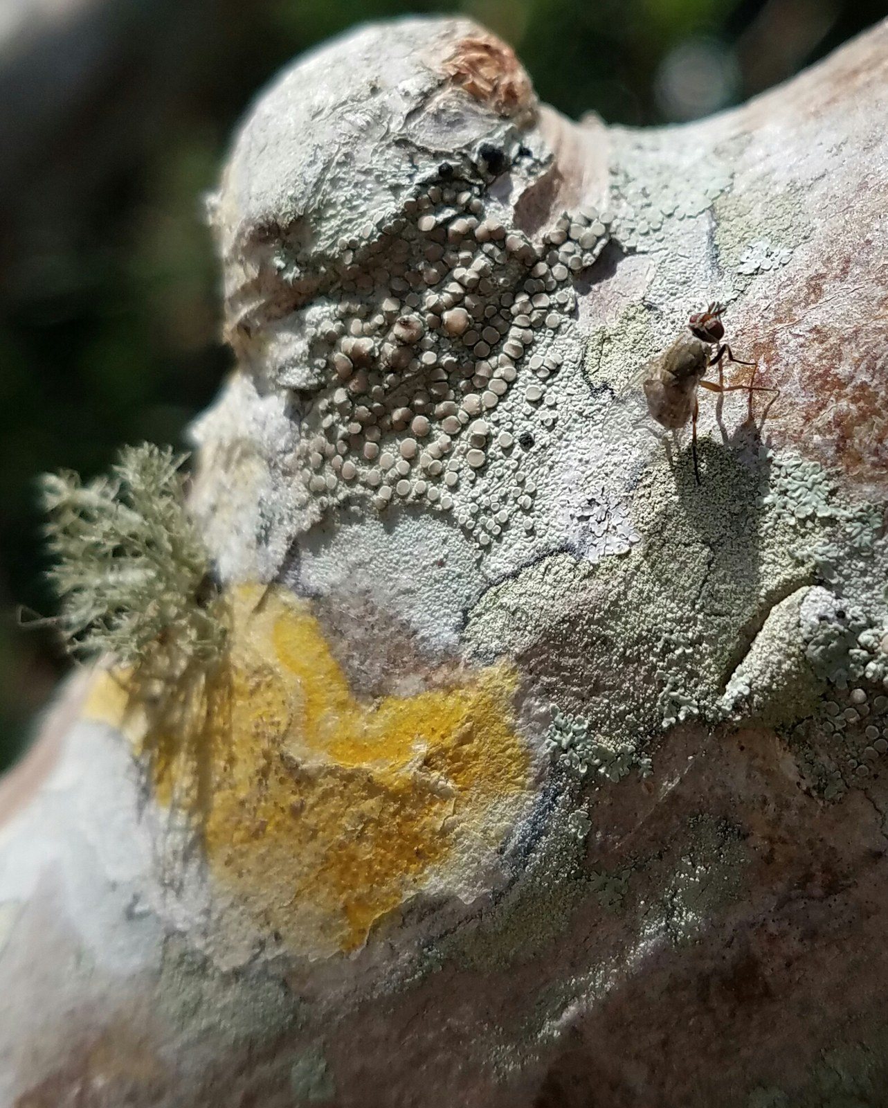On The Branch
