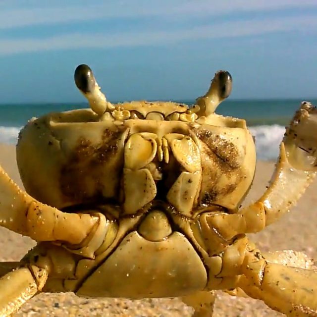 Mr. Crab