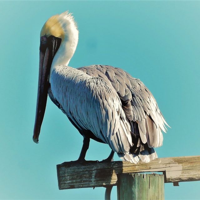 Lookout