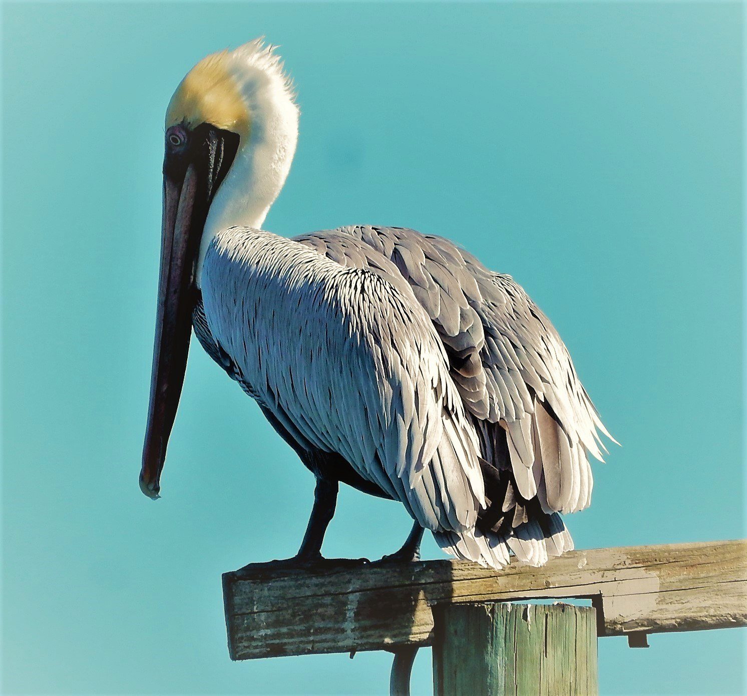Lookout