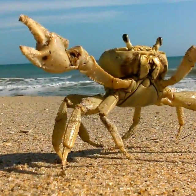 Mr. Crab2