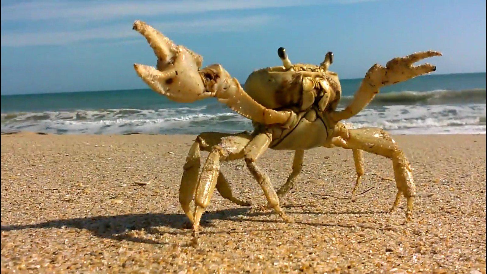 Mr. Crab2