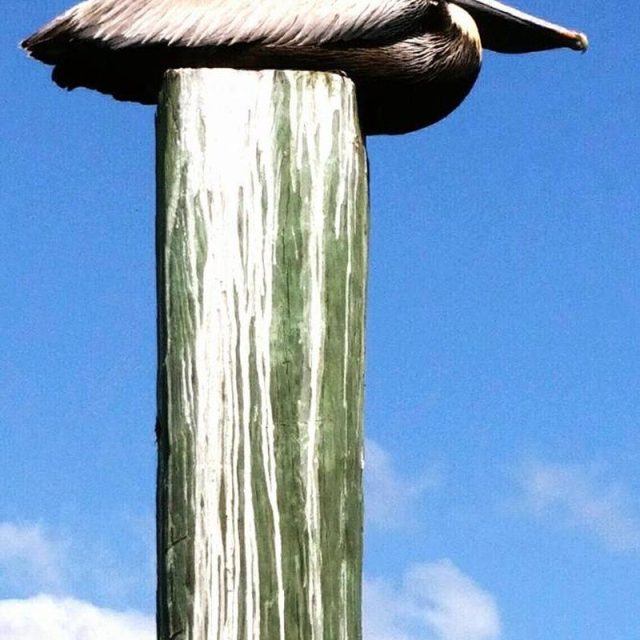 Pelican On Piling