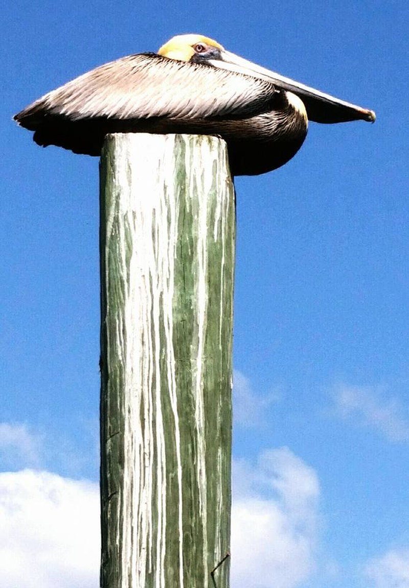 Pelican On Piling