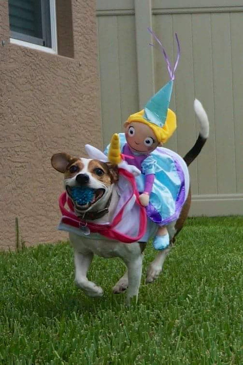 Mercedes The Unicorn Saving The Princess