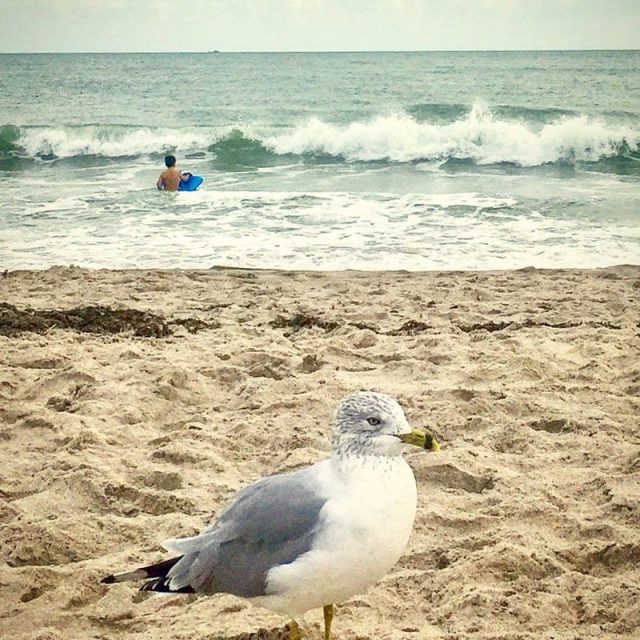 Curious Seagull