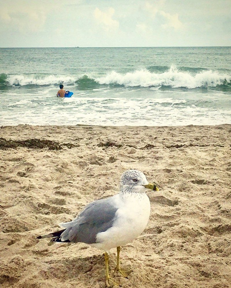 Curious Seagull