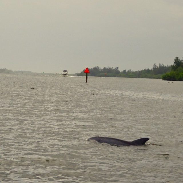 Dolphin Loves Vero