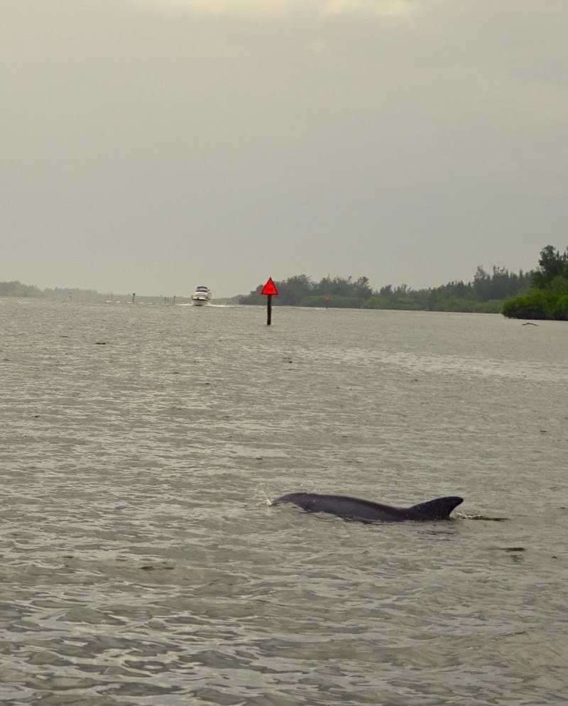 Dolphin Loves Vero