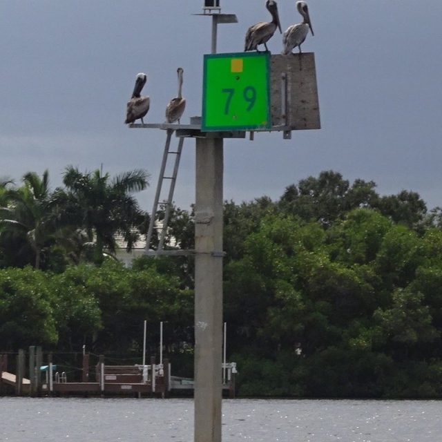 Pelican Convention