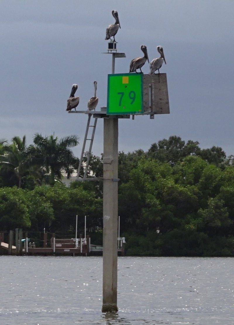 Pelican Convention