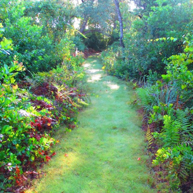 Beautiful Grass Walkway