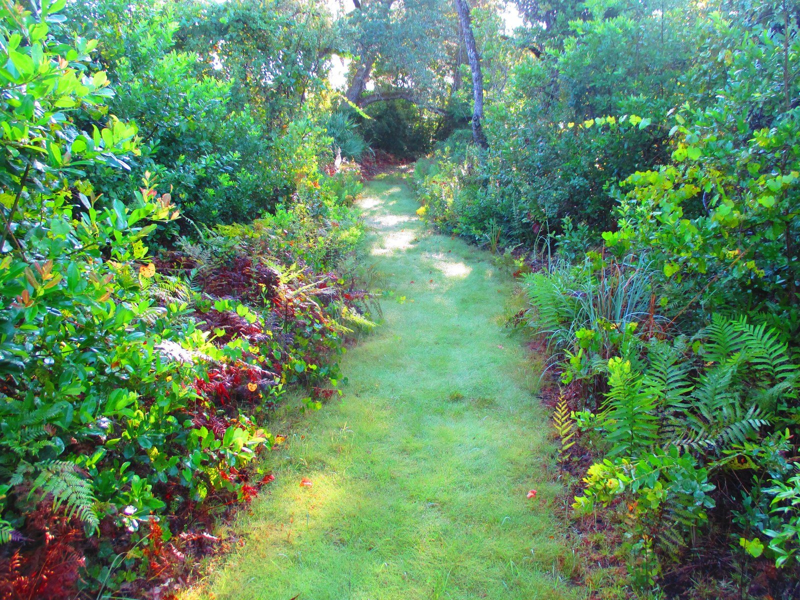 Beautiful Grass Walkway