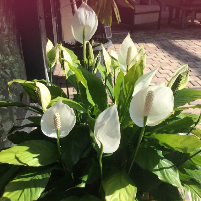 Sunlight On The Peace Lilies