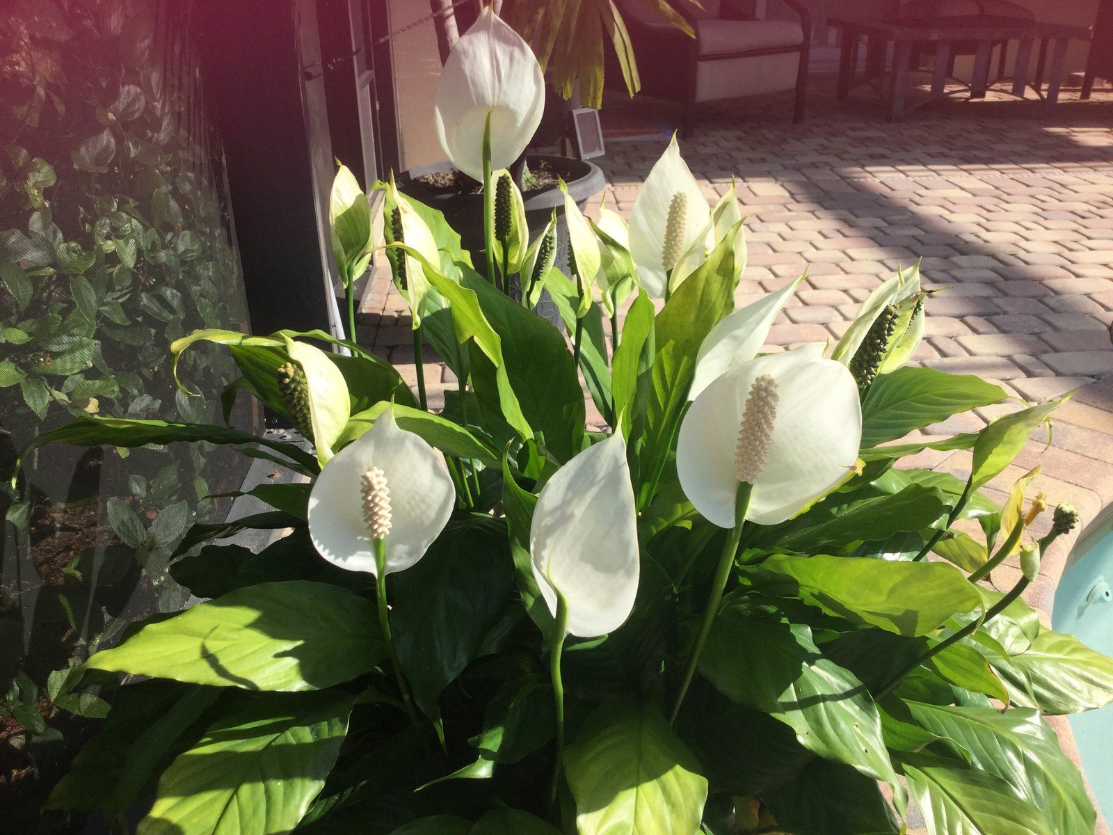 Sunlight On The Peace Lilies