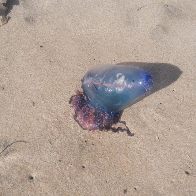 Man O War