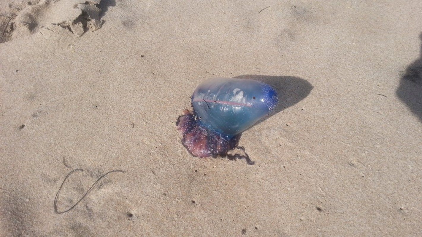 Man O War