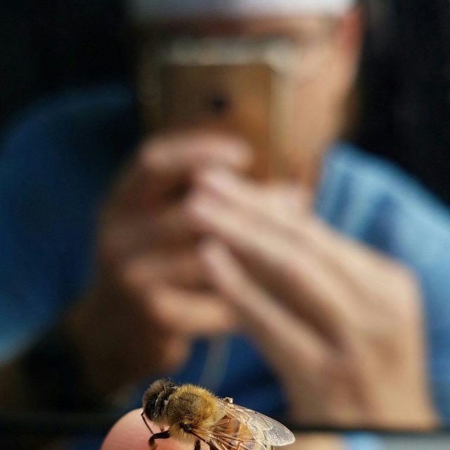 Bee's Life