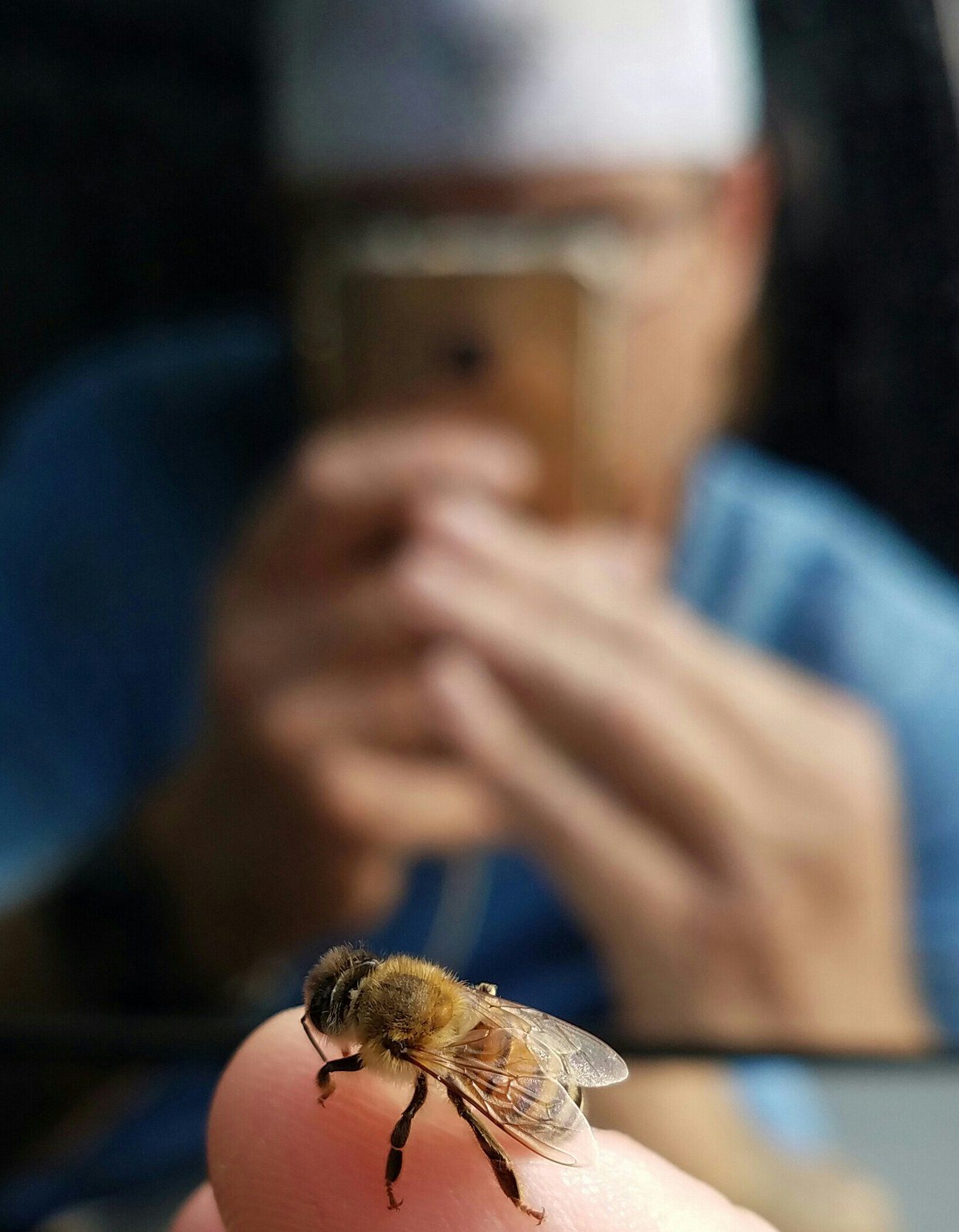 Bee's Life