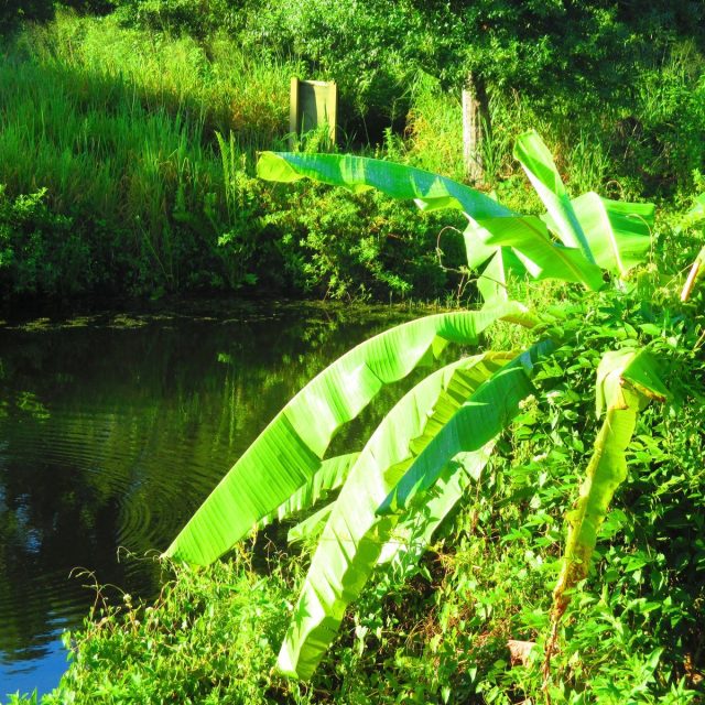 Tropical Setting