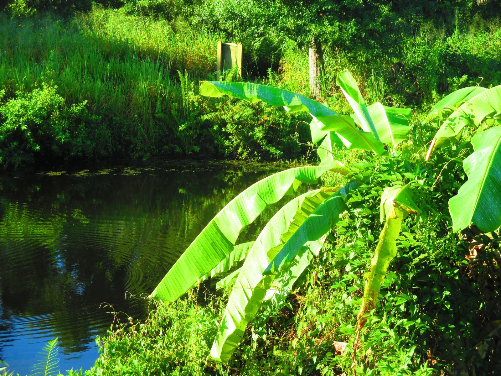 Tropical Setting
