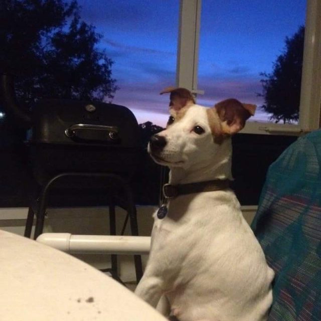 Dottie At Twilight