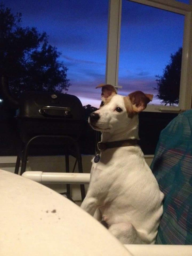 Dottie At Twilight
