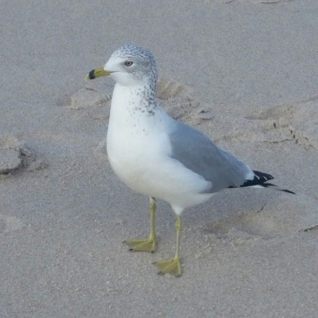 Gull