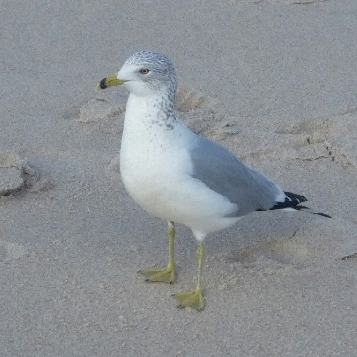 Gull