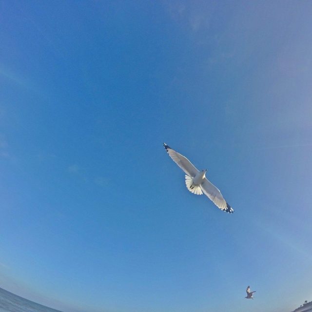 I Want To Fly