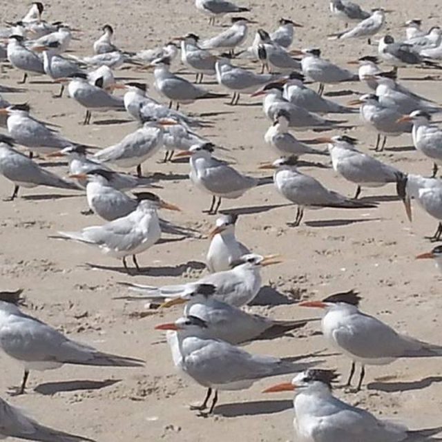 Gulls