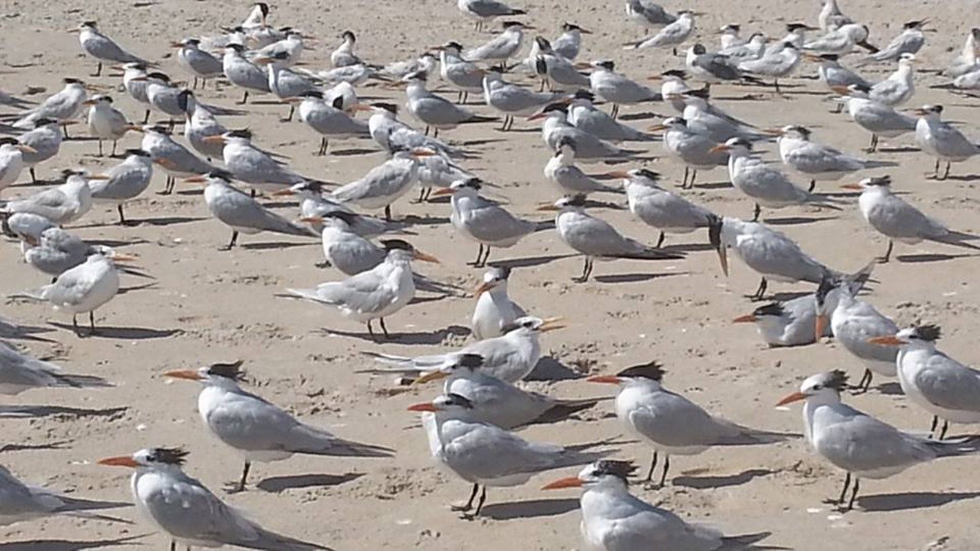 Gulls